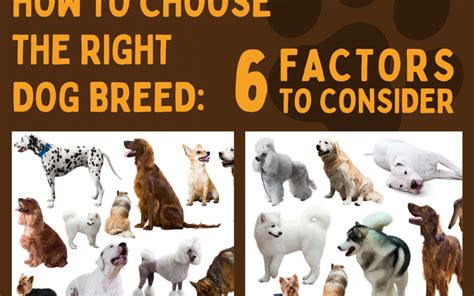 How To Choose The Right Dog Breed 6 Factors To Consider Move Your Doggie