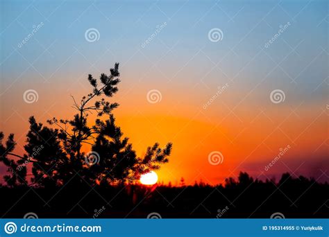 Alone Pine Tree Silhouette On A Evening Dramatic Sky Background Stock