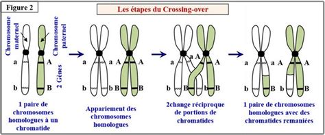 Transfert De Linformation Génétique Au Cours De La Reproduction Sexuée Cours Partie 2