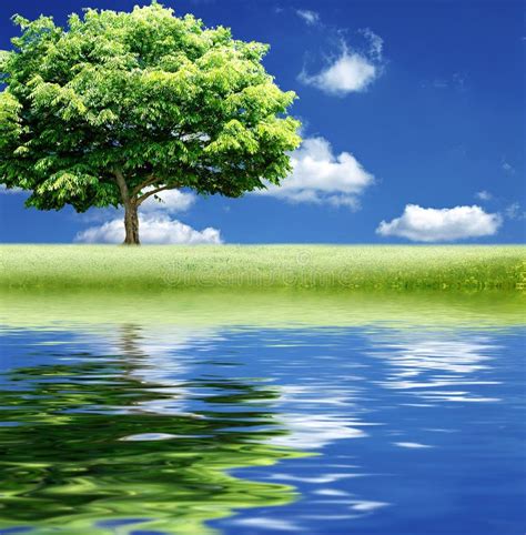 Alone Tree With Water Reflection Stock Photo Image Of Flora Nature