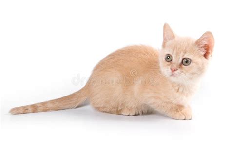 Fluffy Ginger Tabby Kitten British Cat Stock Image Image Of Fluffy