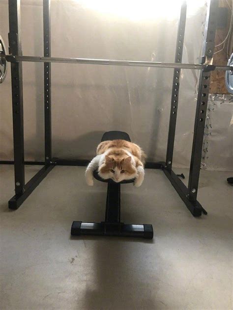 Cat In Gym Pretty Cats Cat Gym Crazy Cats