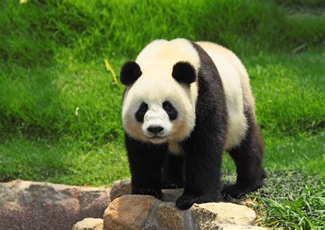 National Panda Day March 16th Days Of The Year