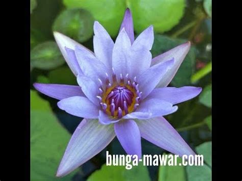 Jual bibit tanaman bunga tunjung biru yang sangat langka dan sangat bagus manfaatnya, dan bunga sangat indah dan selalu sering. 21+ Gambar Bunga Teratai Biru - Galeri Bunga HD