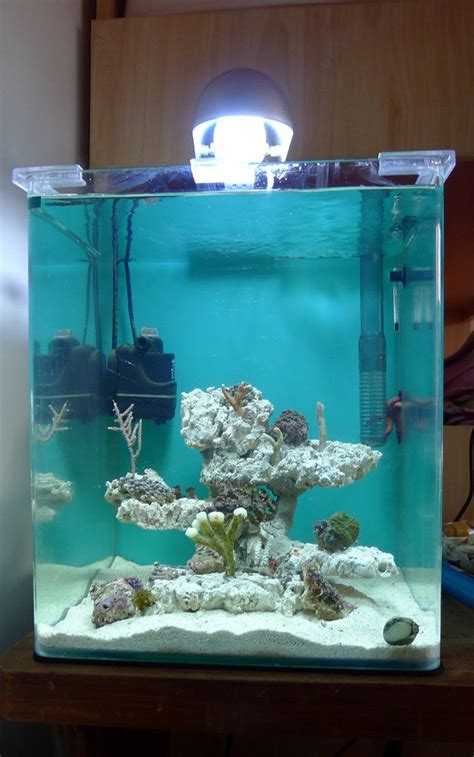 Aquascaping Show Your Skills Page 33 Reef Central Online
