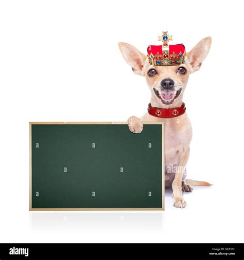 Chihuahua Dog As King With Crown Looking And Staring At You Holding