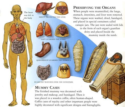 What Are The 8 Steps Of Mummification Process Artofit