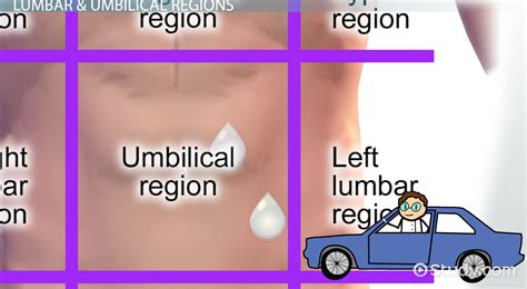 Nine Regions Of The Abdomen Medical Terms Video And Lesson Transcript