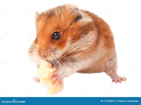 Hamster Funny Animal Hamster Eating Cheese Stock Photo Image Of
