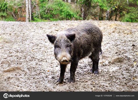 Wild Boar In Forest Stock Photo By ©belchonock 137935246