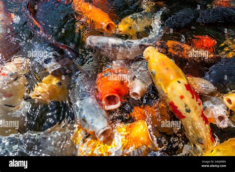Many Colorful Koi Fishes During Feeding Stock Photo Alamy