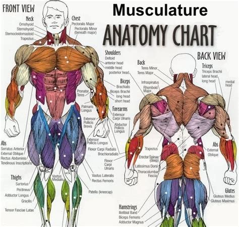 This diagram depicts body muscles diagram 744×1054 with parts and labels. 3D-Muscle.com: Squat: The Essential Exercise