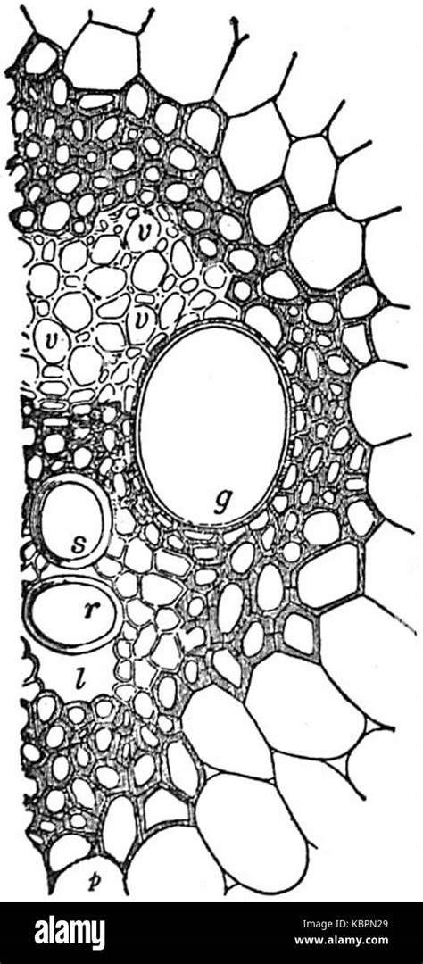 Eb1911 Plants Transverse Section Of The Closed Vascular Bundle Of A