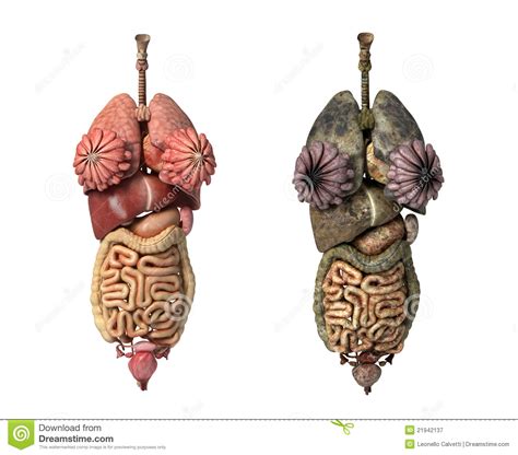 Find & download free graphic resources for human internal organs. Female Full Internal Organs, Healthy And Unhealthy Stock ...