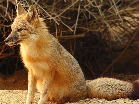Swift Foxes Were Once Found From The Prairie Grasslands In Manitoba To