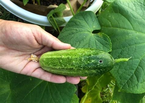 Holes In Cucumbers Causes And Solutions Flourishing Plants