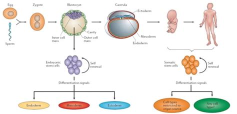 Adult Somatic Vs Embryonic Derived Stem Cells