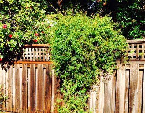 The university of california notes that these evergreen flowering vines bloom on and off year round, but most abundantly during the summer months in usda zones 8b and 10b. 13 Best Evergreen Vine Climbers