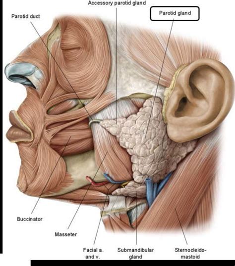 The deep muscles of the back and the suboccipital muscles are supplied by the posterior primary rami of. Anatomical location of human major salivary glands ...