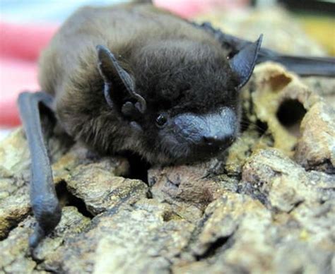 6 Things You Never Knew About Michigans Bats