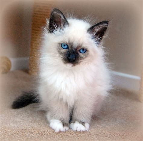 Birman Kitten Birman Rescue And Welfare Centre Birmanres Flickr