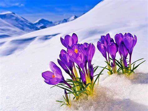 Flowers In Snow Wallpapers Top Free Flowers In Snow