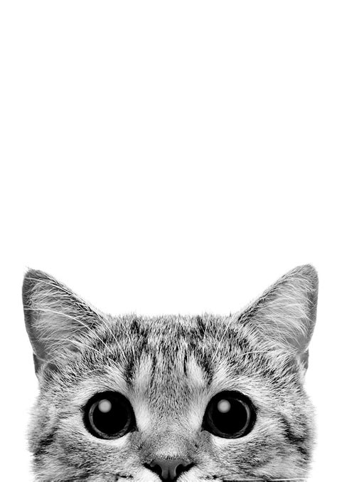 Fill it with unique black and white prints & posters on fy! Kitty peeks PRINTABLE Poster black and white minimalist ...