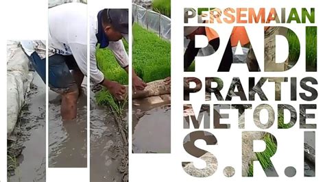Persemaian Padi Praktis Dan Efisien Metode Sri System Rice Of