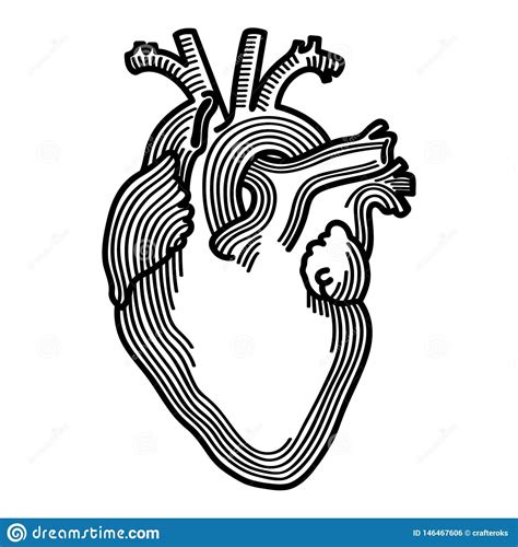 Anatomical Heart Hand Drawn Crafteroks Svg Free Free Svg File Eps