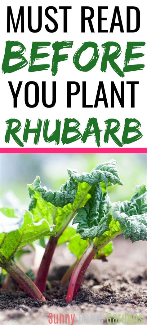 How To Grow And Care For Rhubarb Growing Rhubarb Rhubarb Plants Rhubarb