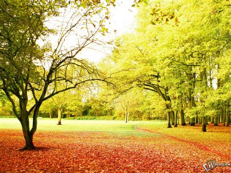 Скачать обои Осенний парк Деревья Осень Парк Тропинка для рабочего
