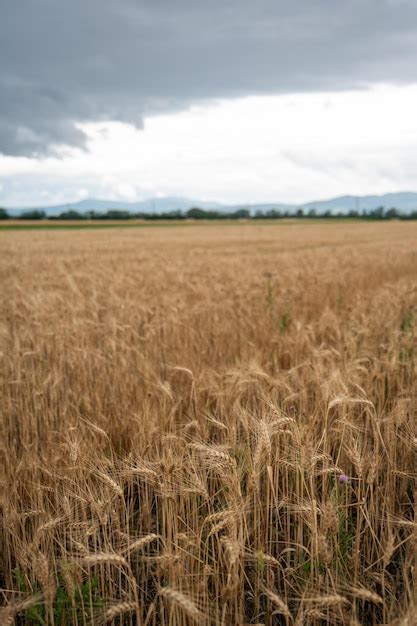 Premium Photo Golden Wheat Field Grwoing Under Cloudy Sky