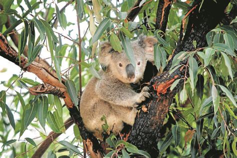Help Save Koalas From Localised Extinction The Northern Daily Leader