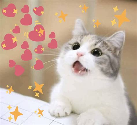 54 Meme Cat Love Hearts