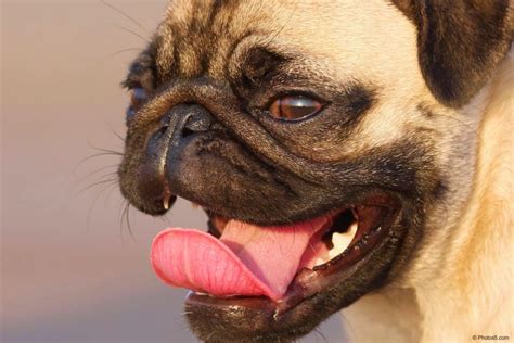 Pug Dog With Tongue Out Photos Portfolio