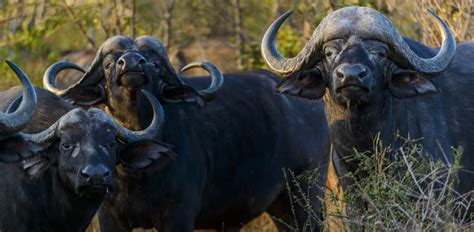 Krugers Big Five National Park In South Africa