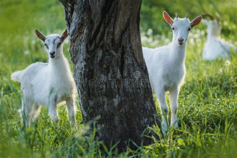 Baby Goats Kid Stand In Summer Grass Young Goats Grazes In A Meadow