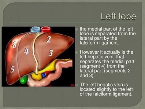Liver Lobes Anatomy