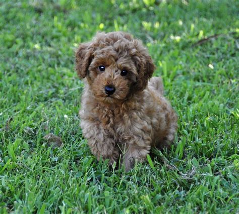 Red Miniature Poodle Pup For Sale In Beverly Hills Florida