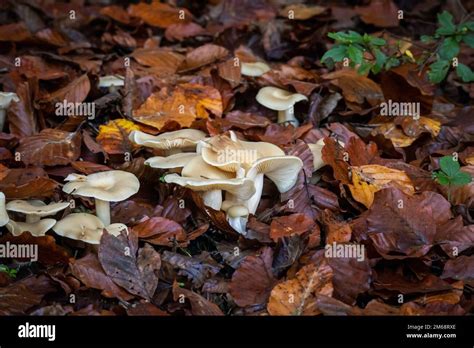 Psilocybin Magic Mushrooms Growing In Forest Naturally Psychoactive
