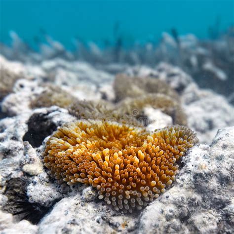 Sea Anemone On A Coral Reef Stock Image Image Of Underwater Animal