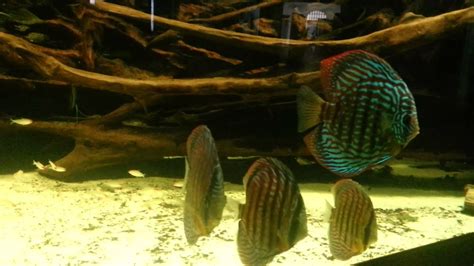 Discus Fish And Angelfish In Super Large Natural Tank Discus Like