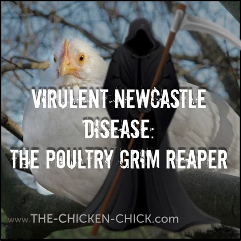Although, there is no specific treatment of ndv. Virulent Newcastle Disease: The Poultry Grim Reaper | The ...