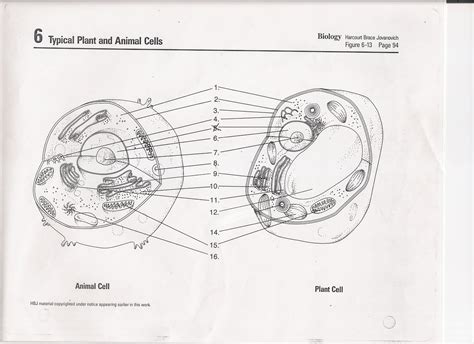 Animal And Plant Cell Diagram Year 7 Simple Functions And Diagram