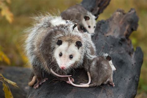 Virginia Opossum Didelphis Virginiana Looks Out Surrounded By Joeys