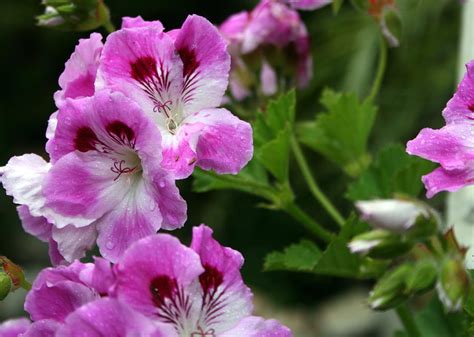 Pink And White Geranium Photograph By Camm Kirk Pixels