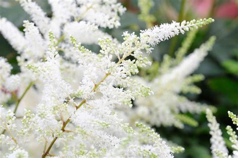 White Flowers For Your Garden