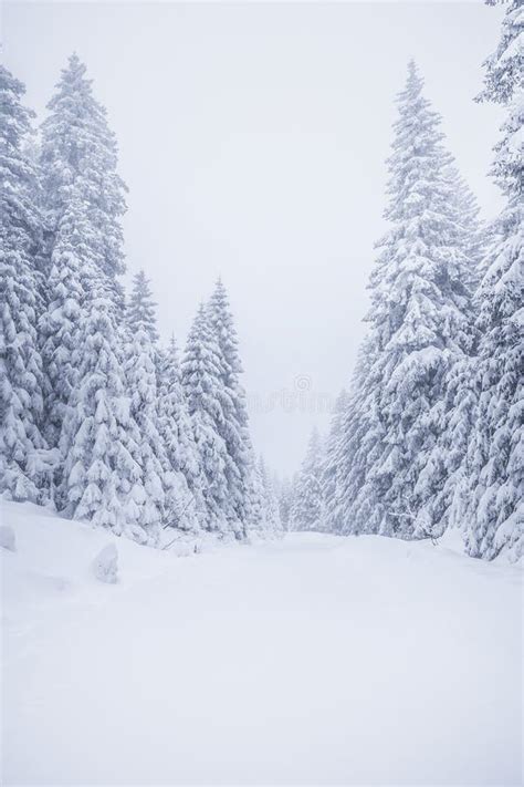 Snow Covered Fir Trees In Wintertime Stock Photo Image Of Christmas