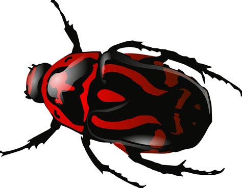 Bug Insect Beetle Free Vector Graphic On Pixabay