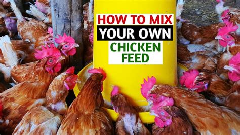 How To Mix Your Own Chicken Feed Part Feed Formulation Youtube